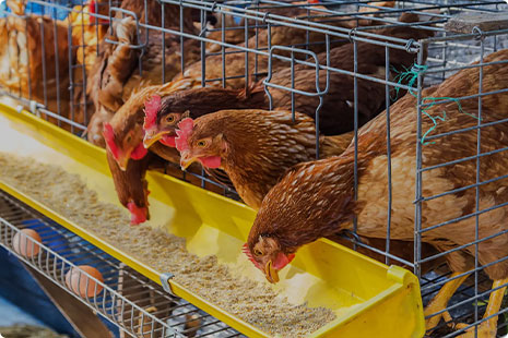 I want to build a large-scale compound feed mill with a capacity of more than 100 t/h. Can you show me an example?