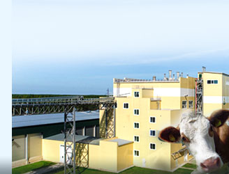 cattle feed production line