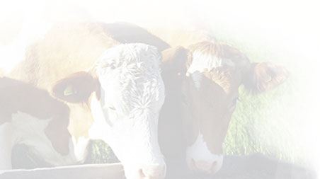 Гранулятор Кормов Для КУС